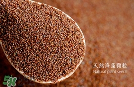 海藻面膜要泡多久最好？海藻面膜要泡多長時間？