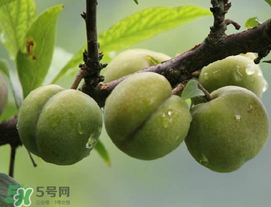 吃李子牙齒酸怎么辦？為什么吃多了李子牙會(huì)酸？