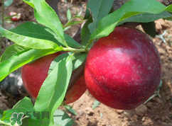 吃李子為什么會(huì)拉肚子？拉肚子可以吃李子嗎？