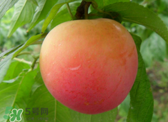 吃李子為什么會(huì)拉肚子？拉肚子可以吃李子嗎？