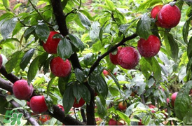 李子能和蝦一起吃嗎？蝦和李子可以一起吃嗎？