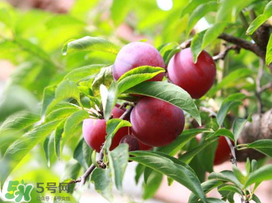 李子能和蝦一起吃嗎？蝦和李子可以一起吃嗎？