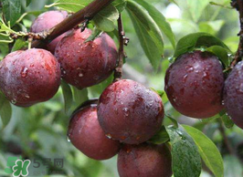 李子能和蝦一起吃嗎？蝦和李子可以一起吃嗎？