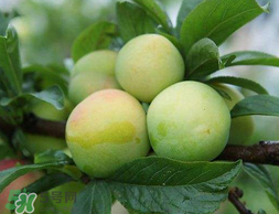 李子和雞蛋能一起吃嗎？吃完李子可以吃雞蛋嗎？