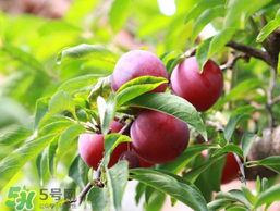 李子和雞蛋能一起吃嗎？吃完李子可以吃雞蛋嗎？