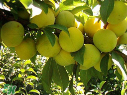 李子和雞蛋能一起吃嗎？吃完李子可以吃雞蛋嗎？