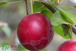 李子和蜂蜜能一起吃嗎？吃了李子可以喝蜂蜜嗎？