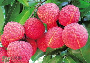 荔枝和蝦能一起吃嗎？荔枝與蝦同食會中毒嗎？