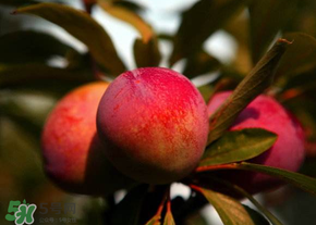 五月份有李子嗎？五月份的李子能吃嗎？