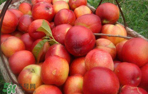 五月份有李子嗎？五月份的李子能吃嗎？