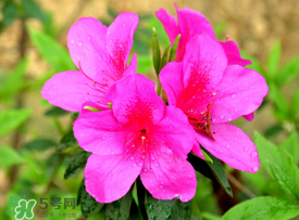 五月還有杜鵑花嗎？杜鵑花什么時(shí)候開(kāi)？