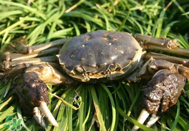 五月份有河蟹嗎？五月份河蟹有黃嗎？