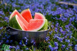 五月份的西瓜孕婦能吃嗎？5月份的西瓜孕婦可以吃嗎？