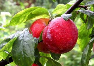 五月份有李子嗎？五月份的李子能吃嗎？