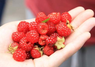 覆盆子的熱量高嗎？覆盆子可以減肥嗎？