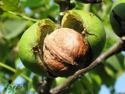 核桃仁怎么保存？核桃仁生吃好還是熟吃好？