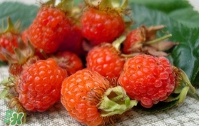 覆盆子的熱量高嗎？覆盆子可以減肥嗎？