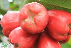 蓮霧能和酸奶一起吃嗎？酸奶可以和蓮霧一起吃嗎？