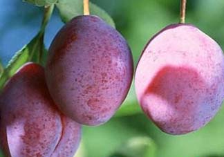 吃李子牙齒酸怎么辦？為什么吃多了李子牙會(huì)酸？