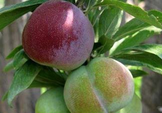 李子可以和西紅柿一起吃嗎？西紅柿和李子能同吃？