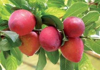 吃李子為什么會拉肚子？拉肚子可以吃李子嗎？