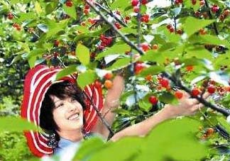 5月份還有櫻桃摘嗎？5月份哪里可以摘櫻桃？