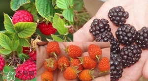 盆栽樹(shù)莓怎么養(yǎng)？盆栽樹(shù)莓的種植方法