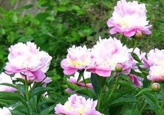 五月份還有牡丹嗎？五月份牡丹花還開(kāi)嗎？