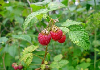 山莓可以泡酒嗎？山莓能不能泡酒