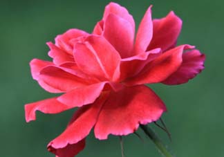 五月還有杜鵑花嗎？杜鵑花什么時候開？