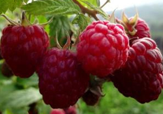 盆栽樹莓怎么養(yǎng)？盆栽樹莓的種植方法