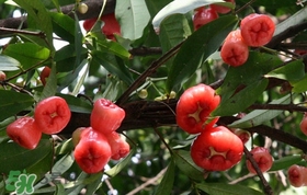 蓮霧中間芯能吃嗎？蓮霧中間絮狀能吃嗎