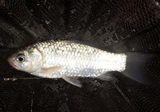 小滿怎么釣魚(yú)？小滿釣魚(yú)技巧