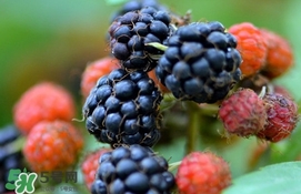 山莓跟黑莓一樣嗎？黑莓貴還是山莓貴？