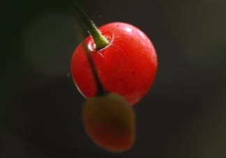 ?五月份還有櫻桃嗎？?五月份的櫻桃能吃嗎？
