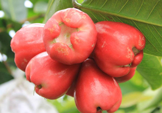 蓮霧能和酸奶一起吃嗎？酸奶可以和蓮霧一起吃嗎？