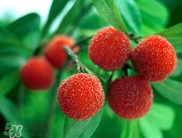 小滿吃什么水果？小滿吃哪些水果好？