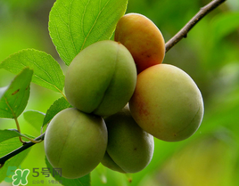 小滿吃什么水果？小滿吃哪些水果好？