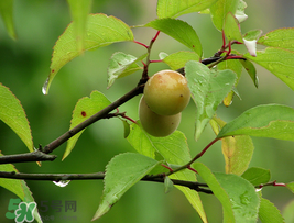 小滿吃什么水果？小滿吃哪些水果好？