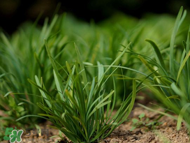 小滿種什么？小滿種什么菜？