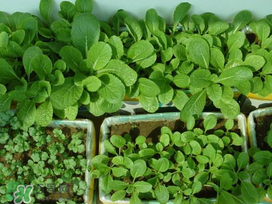 小滿種什么？小滿種什么菜？