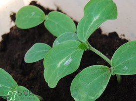 小滿種什么？小滿種什么菜？