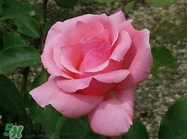 小滿開什么花？小滿節(jié)氣開的植物