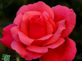 小滿開什么花？小滿節(jié)氣開的植物