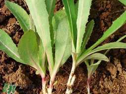 苦菜要焯水嗎？焯苦菜的水能喝嗎？