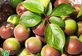 青梅可以減肥嗎？青梅減肥效果好嗎？