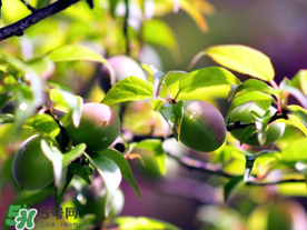 青梅可以減肥嗎？青梅減肥效果好嗎？