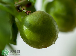 青梅果有什么好處？青梅果的功效與作用