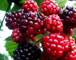 刺泡是山莓嗎？刺泡和山莓的區(qū)別