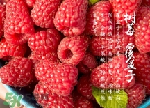 刺泡的熱量 刺泡可以減肥嗎？